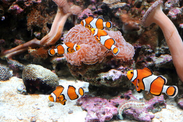 Fototapeta na wymiar Sea anemone and clown fish in marine aquarium. Horizontal banner with tropical fish