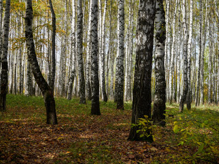 Landscape of the autumn forest. Sunny forest. October natural landscape. Beautiful bright forest in the sunlight.