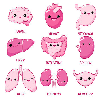 Set of cute human organs in kawaii style with smiling face and pink cheeks. Collection of funny human internal organs characters. Vector illustration EPS8  