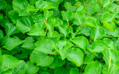 Fresh green grass as background. Selective focus with shallow depth of field.