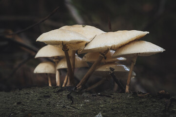 Group of porcelain fungus growing on a dead tree log. Latin name: Oudemansiella mucida.