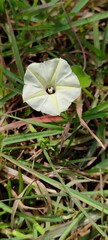 flower in the grass