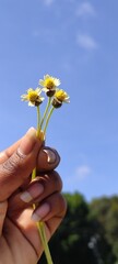 flower in hand