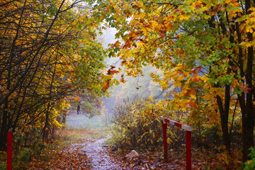 fall rainy landscape with fog, forest and colored leafs on the ground