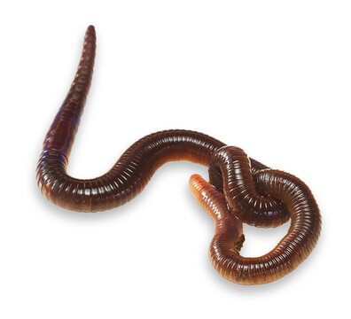 Beautiful close-up earthworm image with transparent background. Easy to use. Studio flash light.