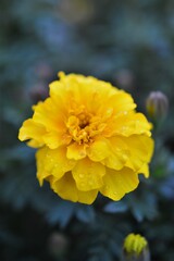 鮮やかな色のマリーゴールド　Tagetes