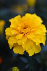 Fototapeta premium 鮮やかな色のマリーゴールド Tagetes