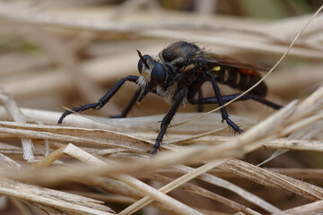 Robber fly (Dasypogon diadema) - Asilidae family