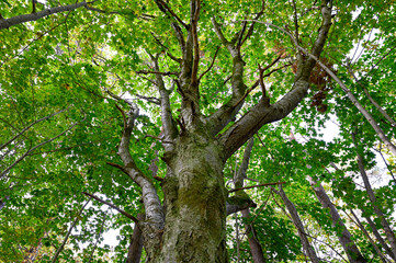 standing under a tree looking up on branches