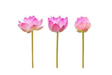 Pink lotus flower isolated on white background , clipping path for design usage purpose