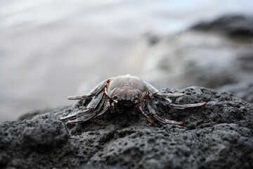 Dead big crab. It lies on a black stone.