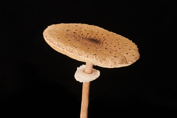 Macrolepiota procera parasol mushroom isolated on black background, brown mushroom with big agaric gills cap and high stripe. Edible parasol mushroom with ring around stipe, natural vegetarians diet - obrazy, fototapety, plakaty