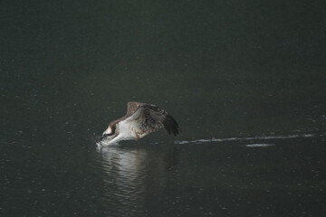 osprey in a rainy day