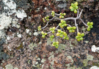 Obraz premium We see a stone of volcanic origin on which a succulent grows.