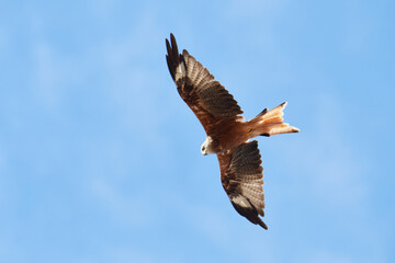 Rotmilan (Milvus milvus) bei der Jagd