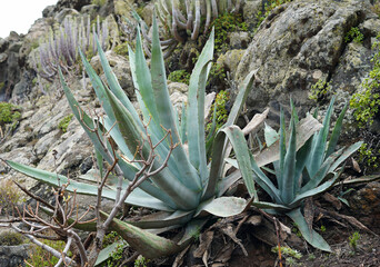 Large wild Aloe vera plant.