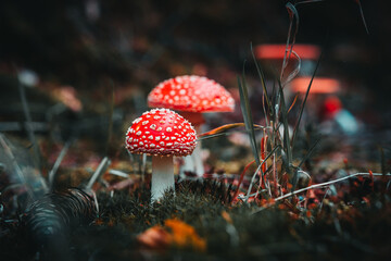 Closeup of wild mushrooms growing in Bavarian forests, Germany