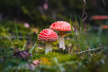 Closeup of wild mushrooms growing in Bavarian forests, Germany