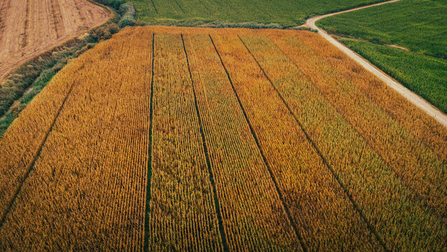 Spain, Catalonia, Lleida, Aerial view of countryside corn field