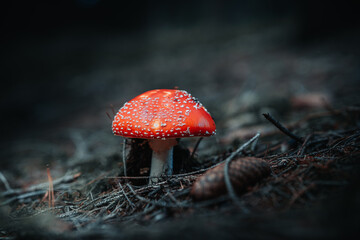 Closeup of wild mushrooms growing in Bavarian forests, Germany - obrazy, fototapety, plakaty