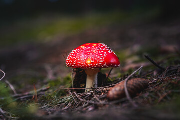 Closeup of wild mushrooms growing in Bavarian forests, Germany