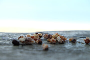 shells on the beach