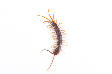 a centipede isolated on white background