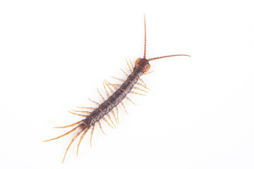 a centipede isolated on white background