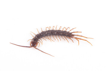 Obraz premium a centipede isolated on white background