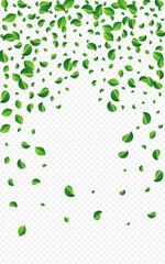 Green Leaves Falling Vector Transparent