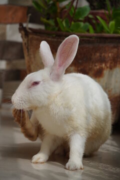 Photo of White cute rabbit 