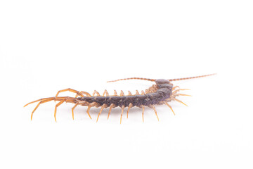 a centipede isolated on white background
