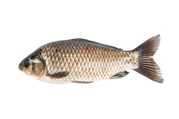 river fish Crucian carp isolated with background