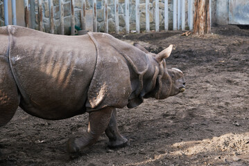 Rhinoceros in Wroclaw Zoo. Indian rhinoceros portrait