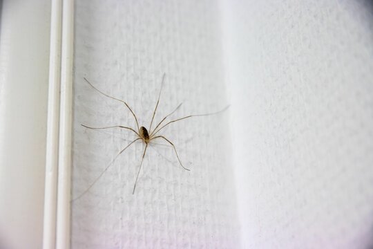 Closeup shot of a daddy longlegs spider on a white wall with blur background