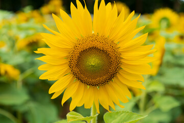 Beautiful sunflower blooming in the field on a sunny day with a natural background. Selective focus..Yellow flower garden and copy space.