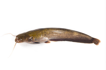Wild fresh catfish isolated on a white background.