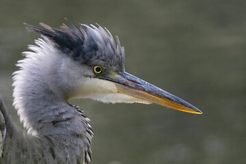 Closeup shot of grey heron (Ardea cinerea)