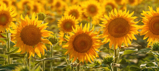 Blooming sunflower crops in cultivated field in summer