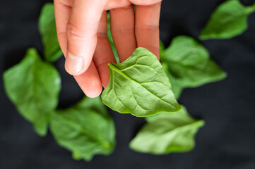 One hand picking up a fresh spinach leaf