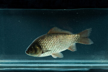 Fototapeta premium Freshly Crucian carp fish swimming in aquarium.