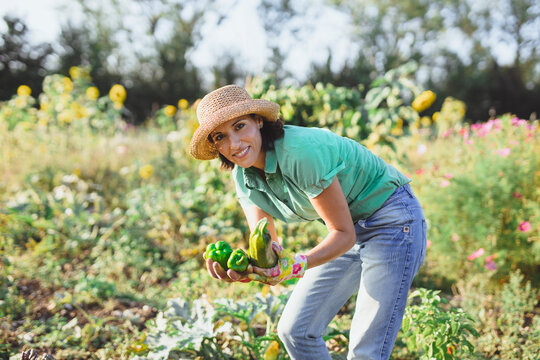Happy gardener harvesting vegetables at field on sunny day