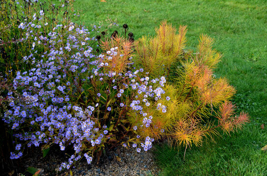 flowering asters in the flower bed form a monoculture, a carpet of flowers. b behind taller grass. garden arrangement prairie sunny character