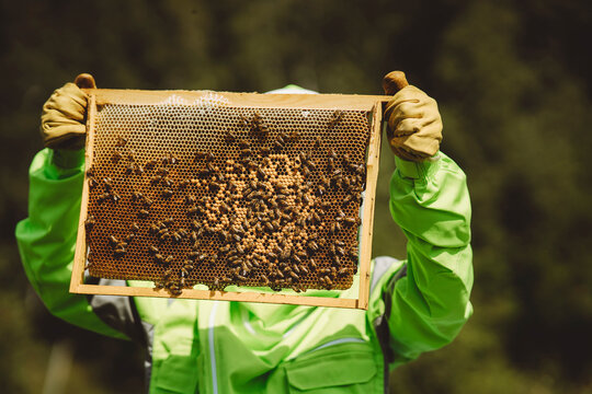 Beekeeper holding beehive on sunny day