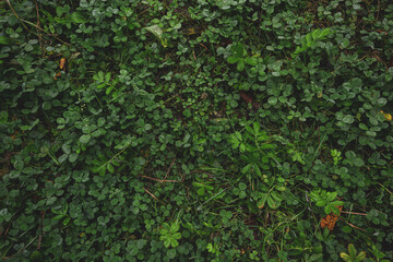 autumn grassland meadow with green grass and weeds