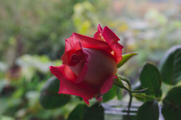 Luxury rose in golden sunlight. Red petals with orange. Close-up, copy space.