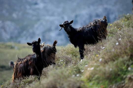 Goats in a pasture in the mountains of Crete