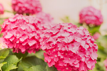 Close Up Light Pink Hortensia Fresh Flowers Blur Background.