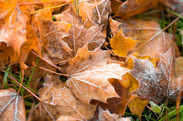 Colourful frozen autumn leaves on the grass.