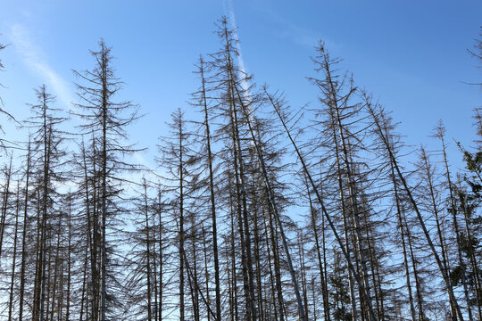 Waldsterben im Harz